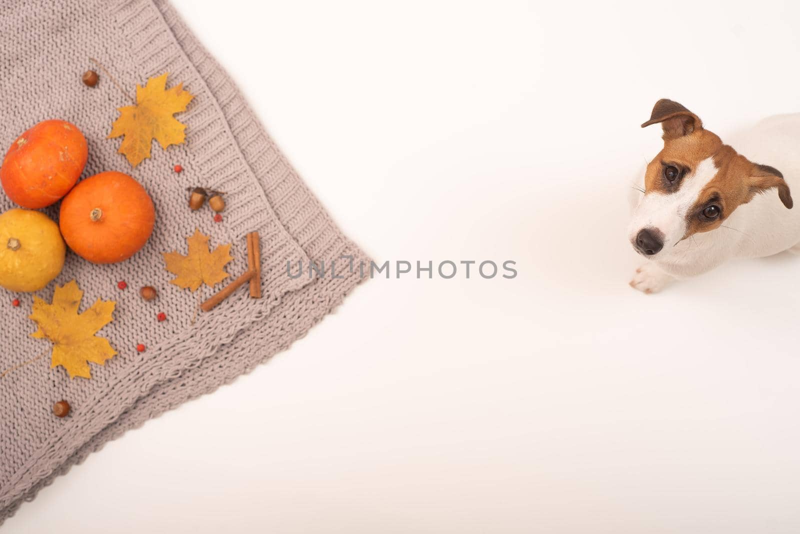The dog lies next to the autumn flat lay. Pumpkins and maple leaves viburnum and cinnamon and acorns on a gray plaid on a white background.