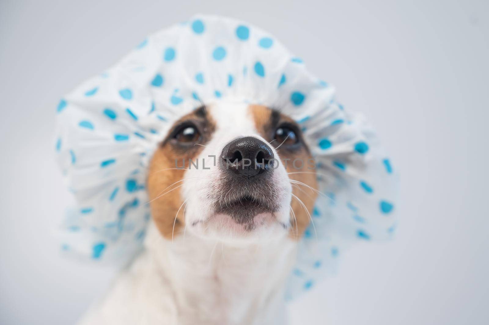 Funny friendly dog jack russell terrier takes a bath with foam in a shower cap on a white background. Copy space by mrwed54