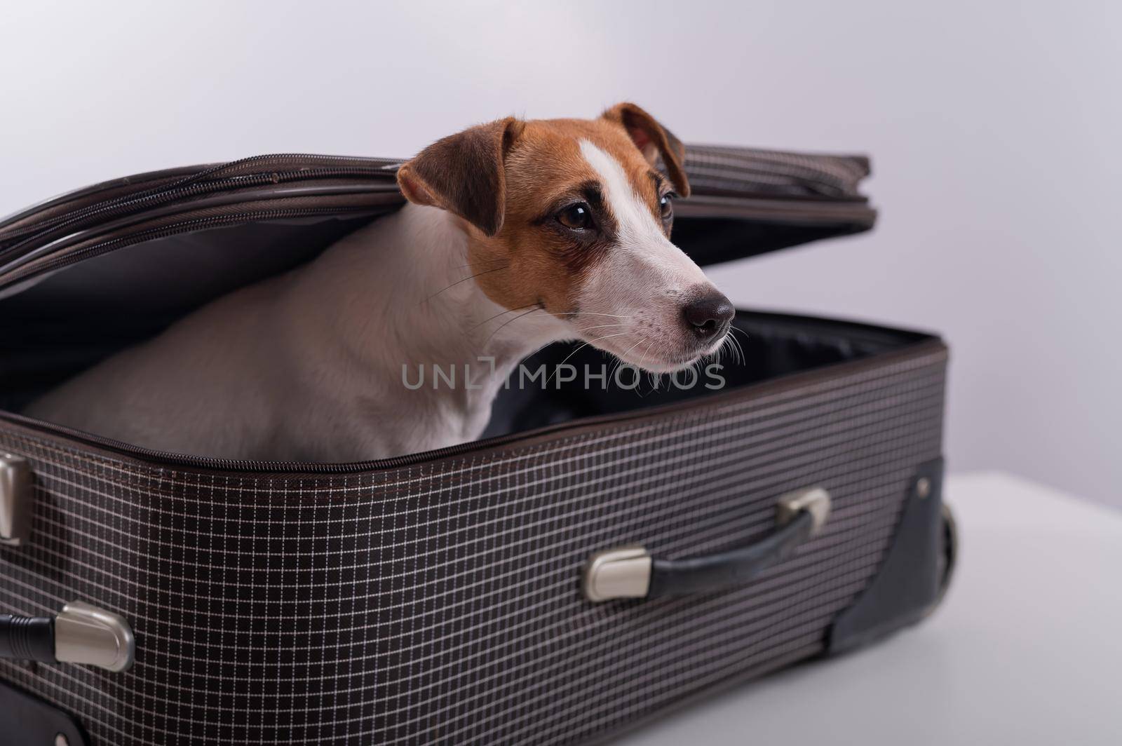 The dog is hiding in a suitcase on a white background. Jack Russell Terrier peeks out of his luggage bag by mrwed54