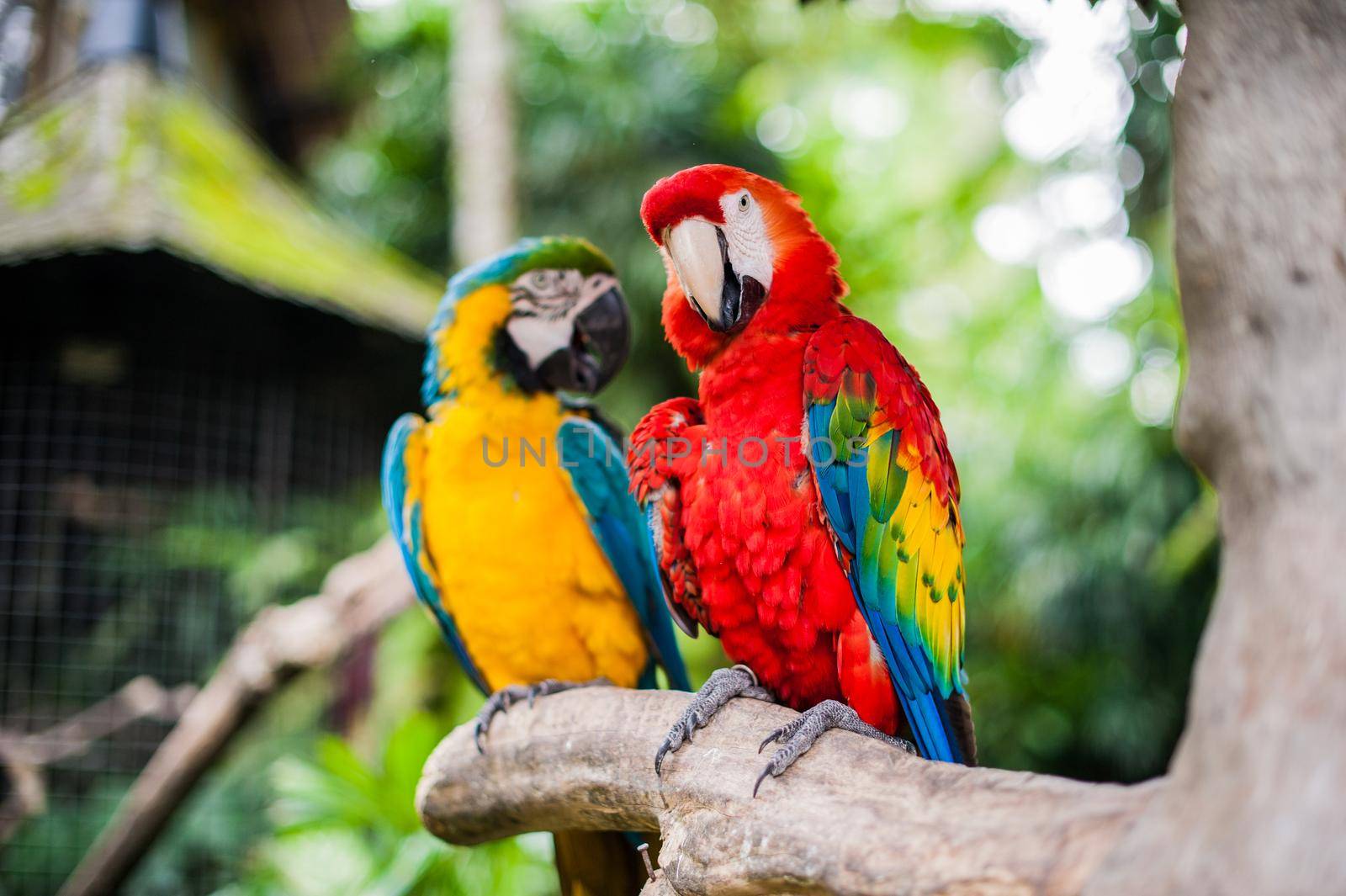 Birds in the museum Blanco, Bali by galitskaya