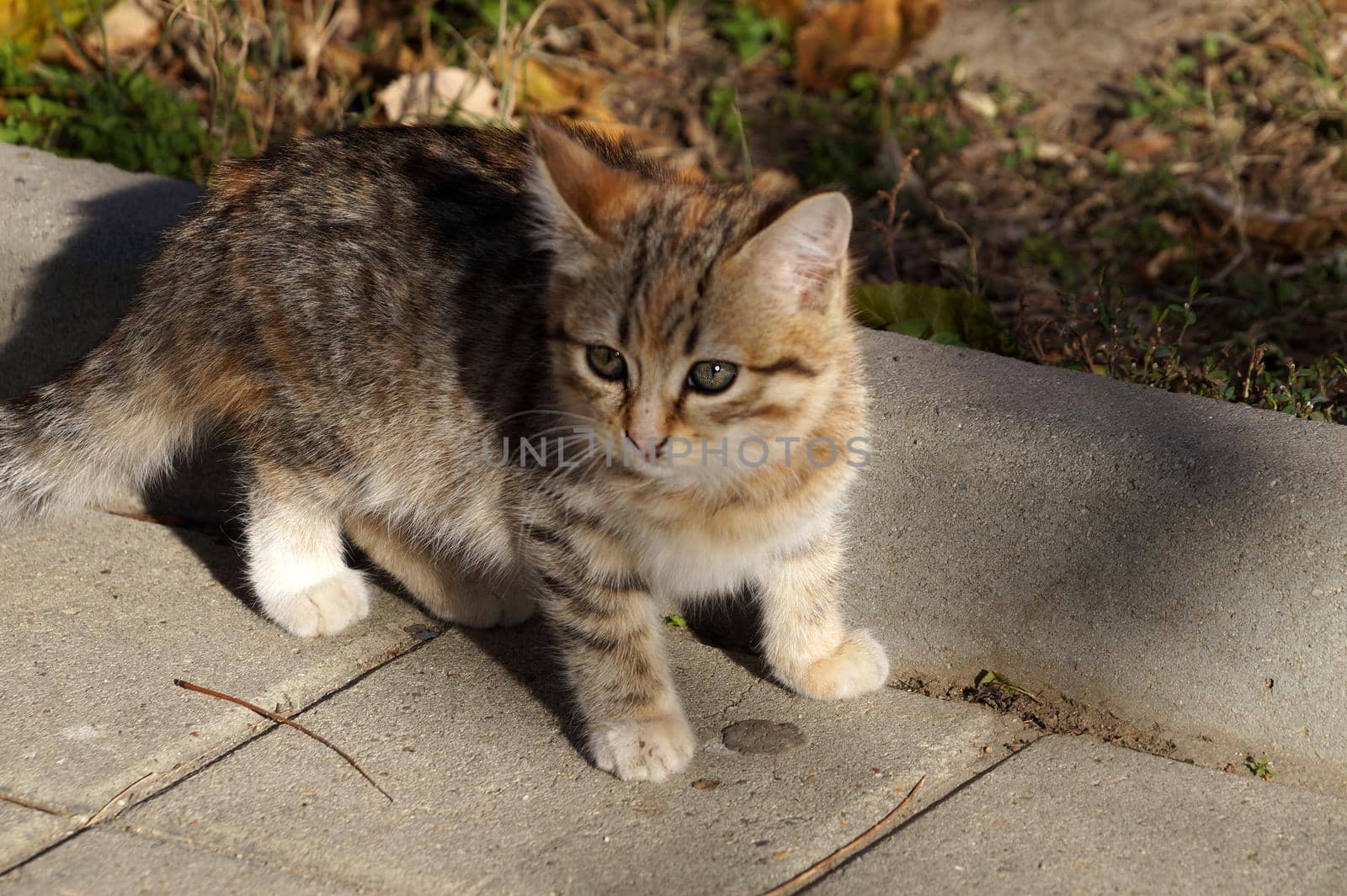 portrait of a gray young homeless cat close up by Annado