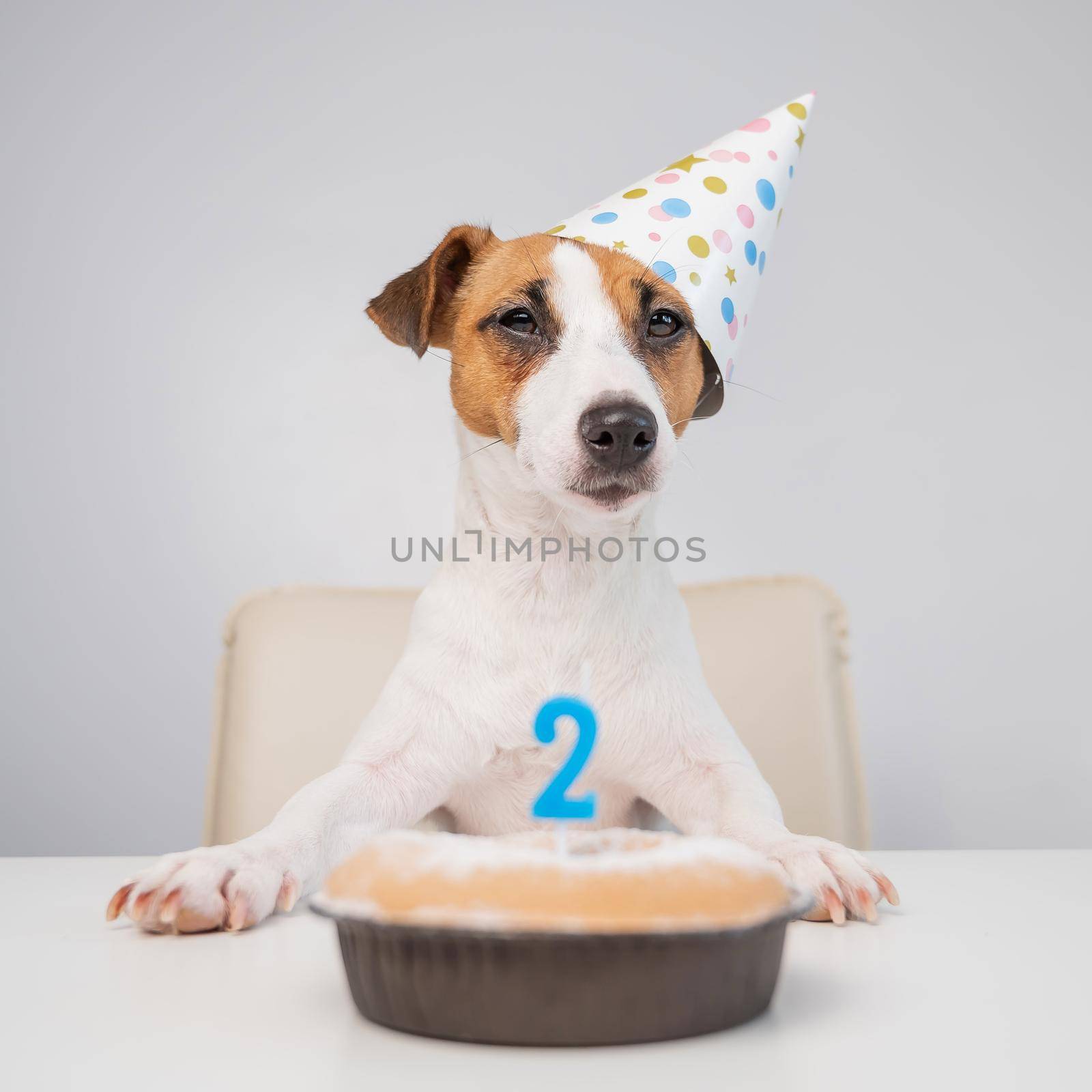 Jack russell terrier in a festive cap by a pie with a candle on a white background. The dog is celebrating its second birthday by mrwed54