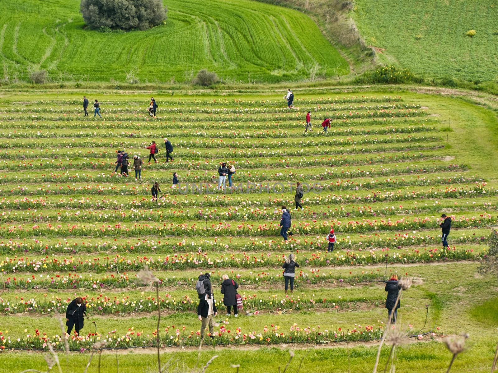 peoples in the filds - woman in the field - tulips in the biological field - Turri - SARDINIA - ITALY
