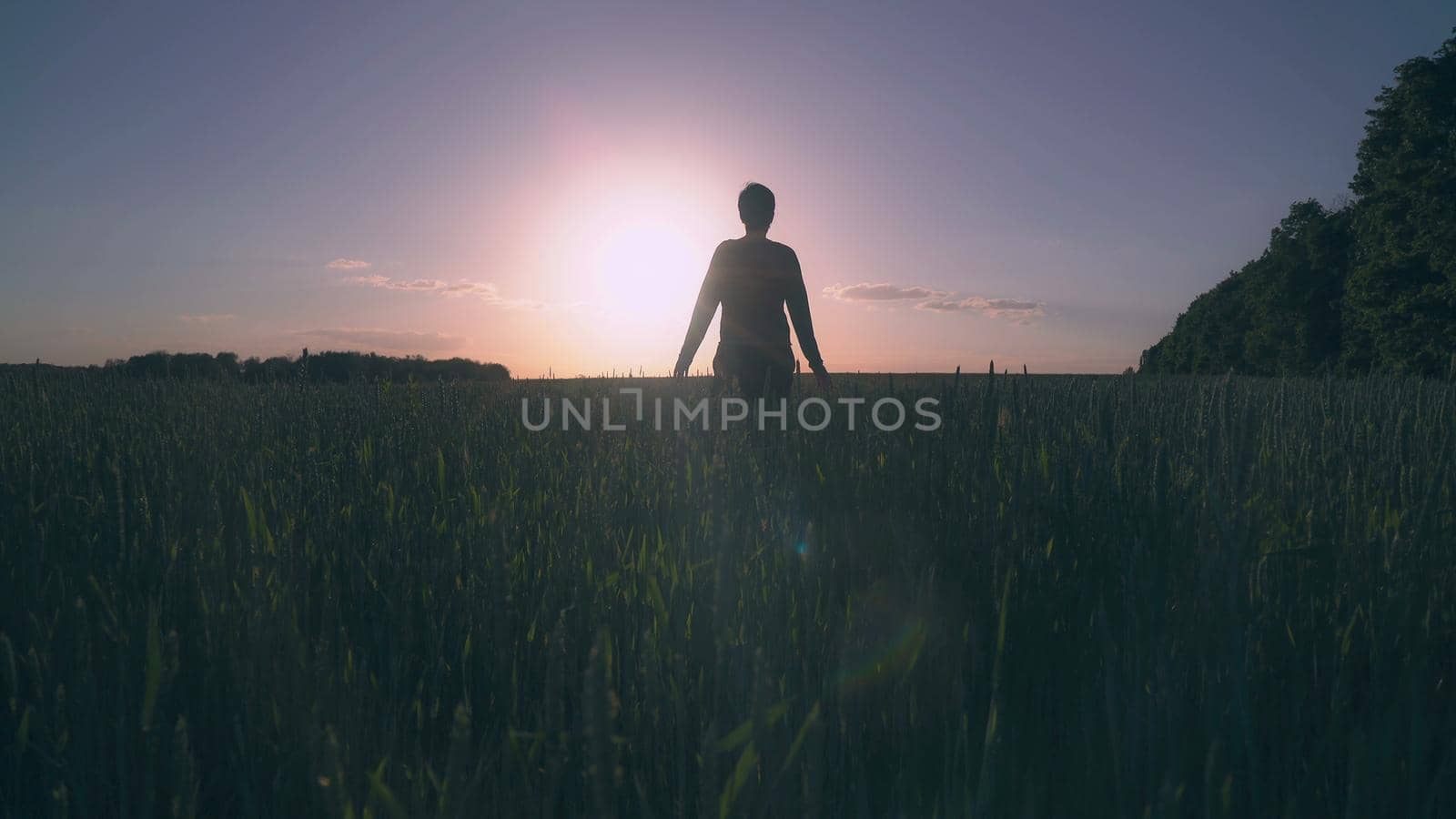 Woman goes by the field with young agricultural in the evening summer season. Wheat spikes and female dress swing in the wind at setting sun rays. Female back view