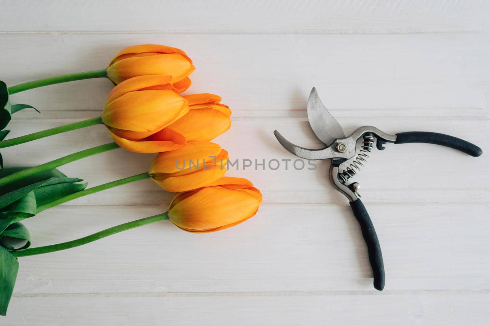 Freshly cut orange tulips. Garden tool. Secateur with black rubberized handles.