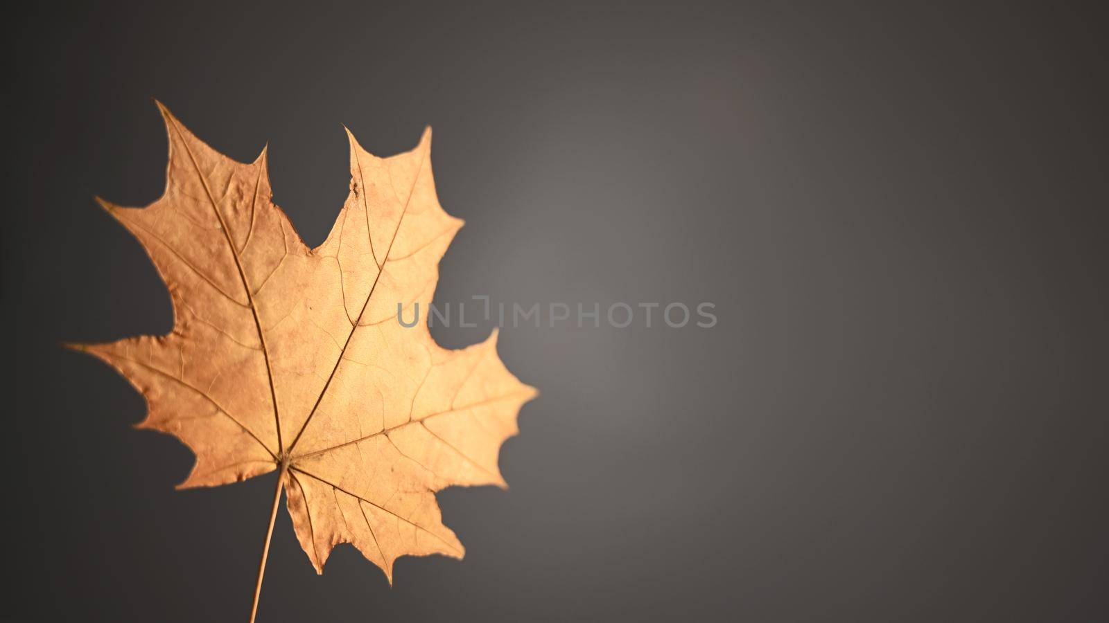 Yellow maple leaf on black background. Copy space.