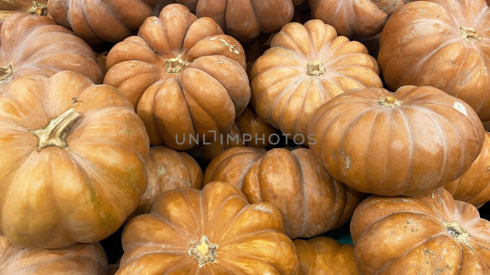 Close-up of pumpkins at the bazaar. Background. Texture