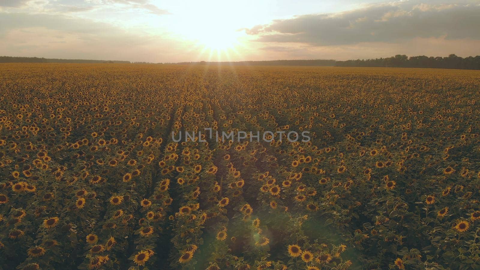 A large field with a sunflower at sunset. Aerial View by VadosLoginov
