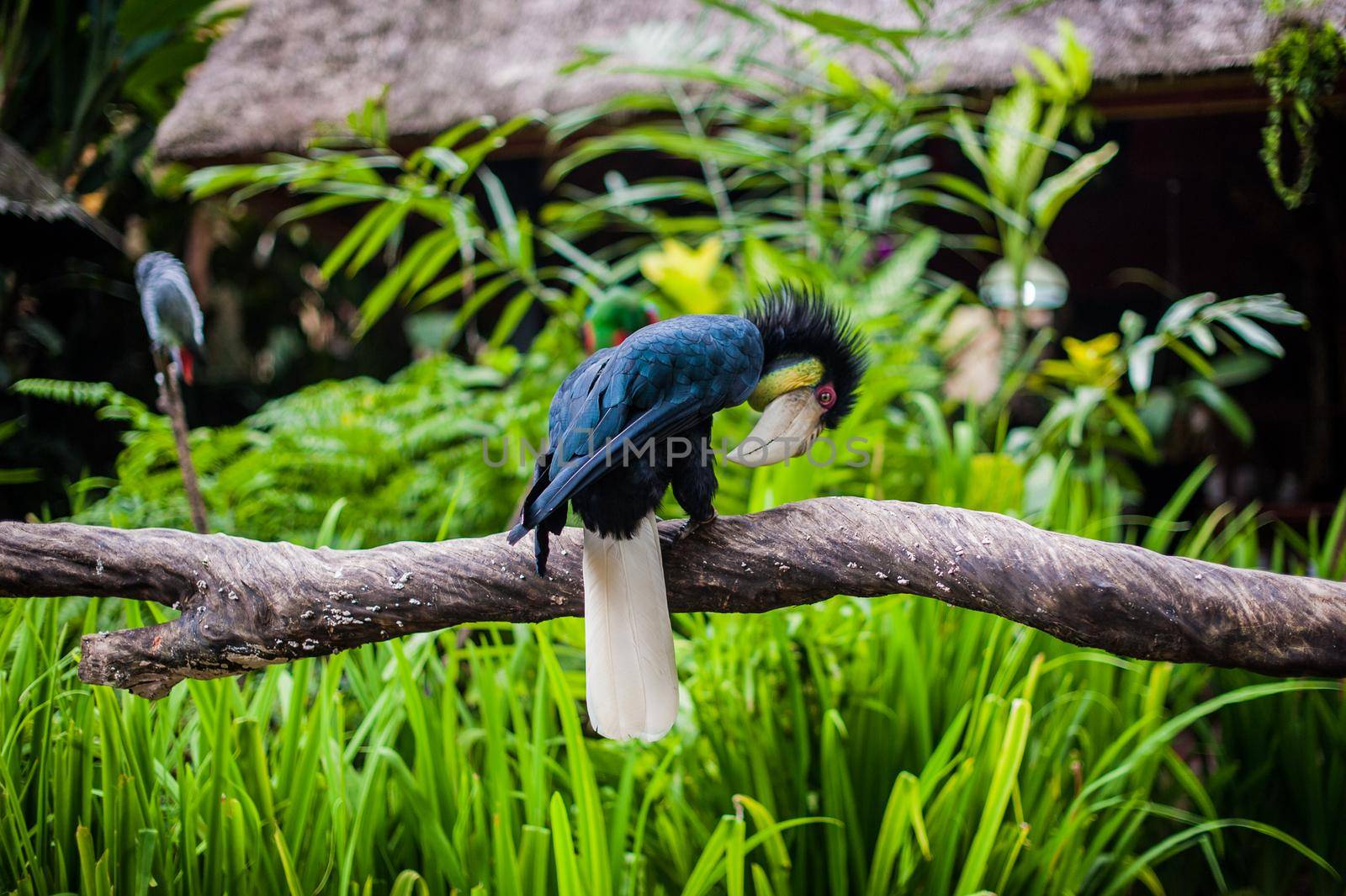 Birds in the museum Blanco, Bali, Indonesia