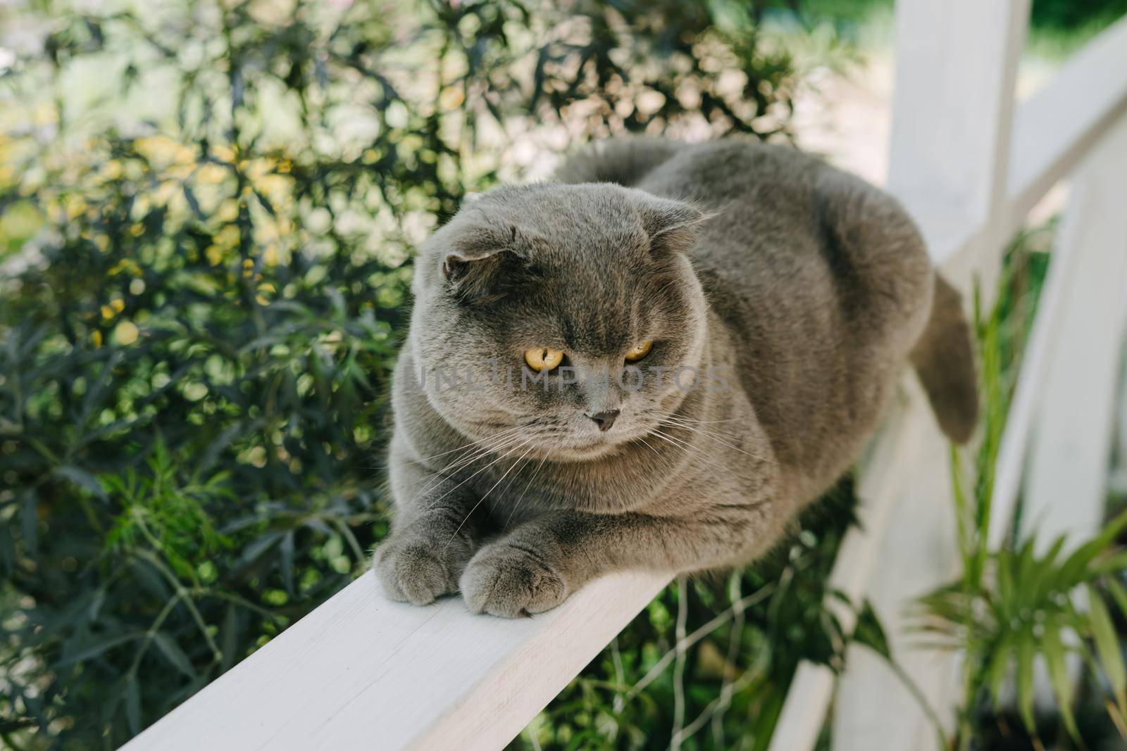 A grey Shotlad cat sits on a fence on the terrace. A beautiful cat with a green collar from parasites.