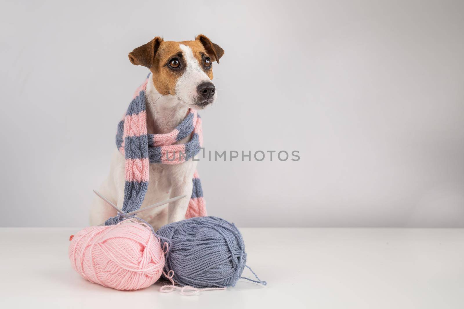 Dog jack russell terrier knits a knitted scarf on a white background. by mrwed54