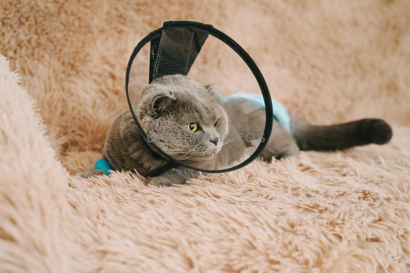 Scottish fold-eared cat is lying on the sofa in a plastic collar after surgery. Cat in a diaper. Catheter for ivs is installed on the paw. Treatment of urolithiasis.