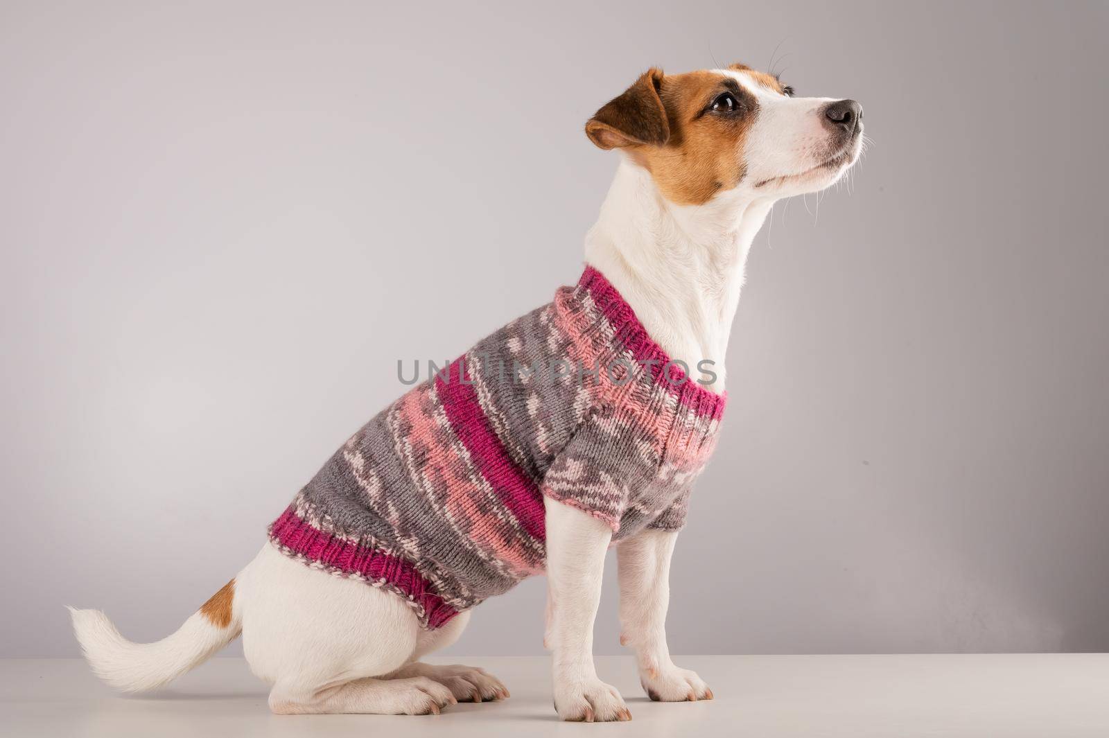 Jack russell terrier dog in a knitted woolen sweater on a white background. by mrwed54