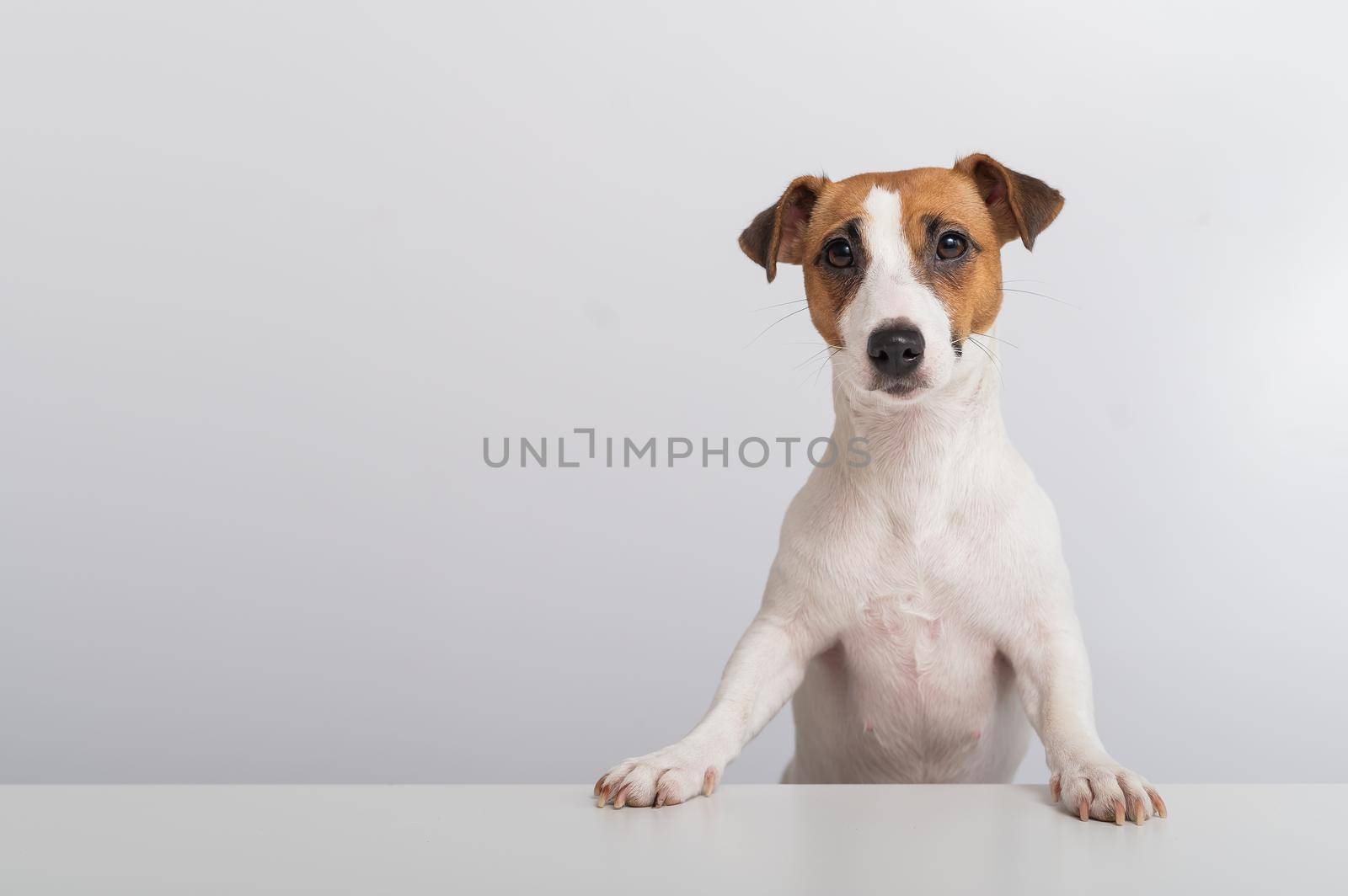 Gorgeous purebred Jack Russell Terrier dog peeking out from behind a banner on a white background. Copy space.