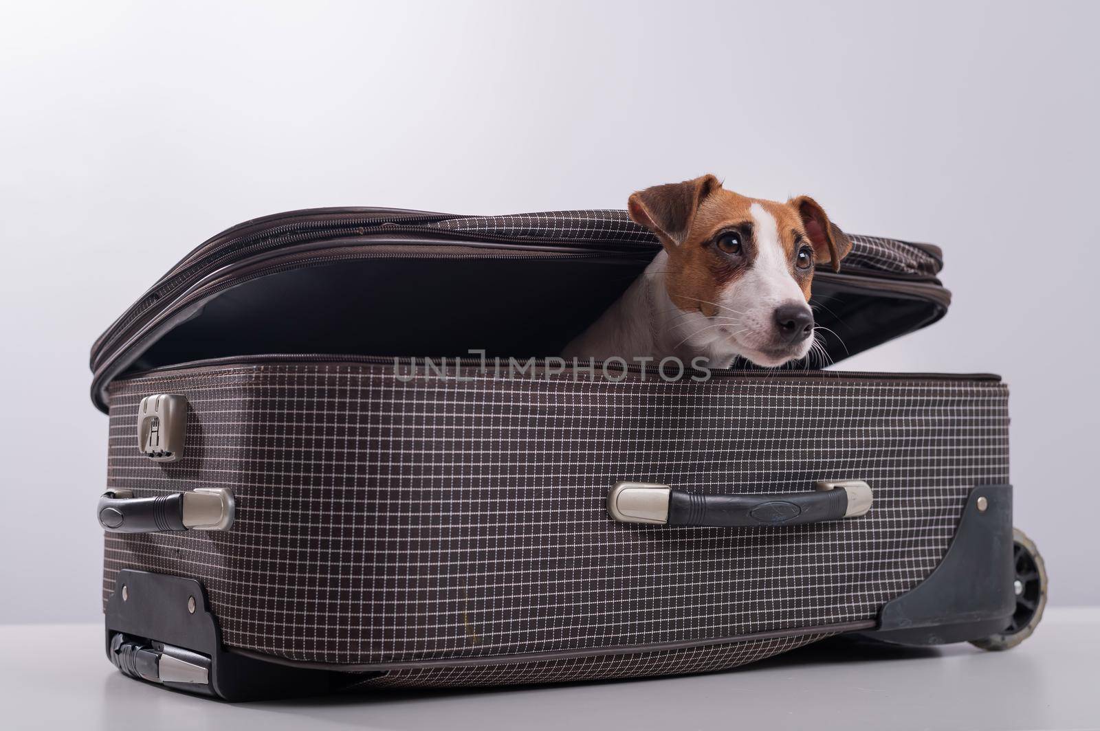 The dog is hiding in a suitcase on a white background. Jack Russell Terrier peeks out of his luggage bag by mrwed54
