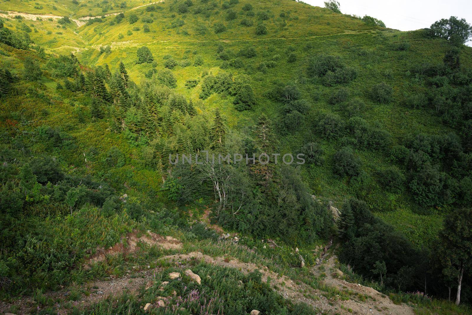 Panoramic view of a glade in summer forest for a background