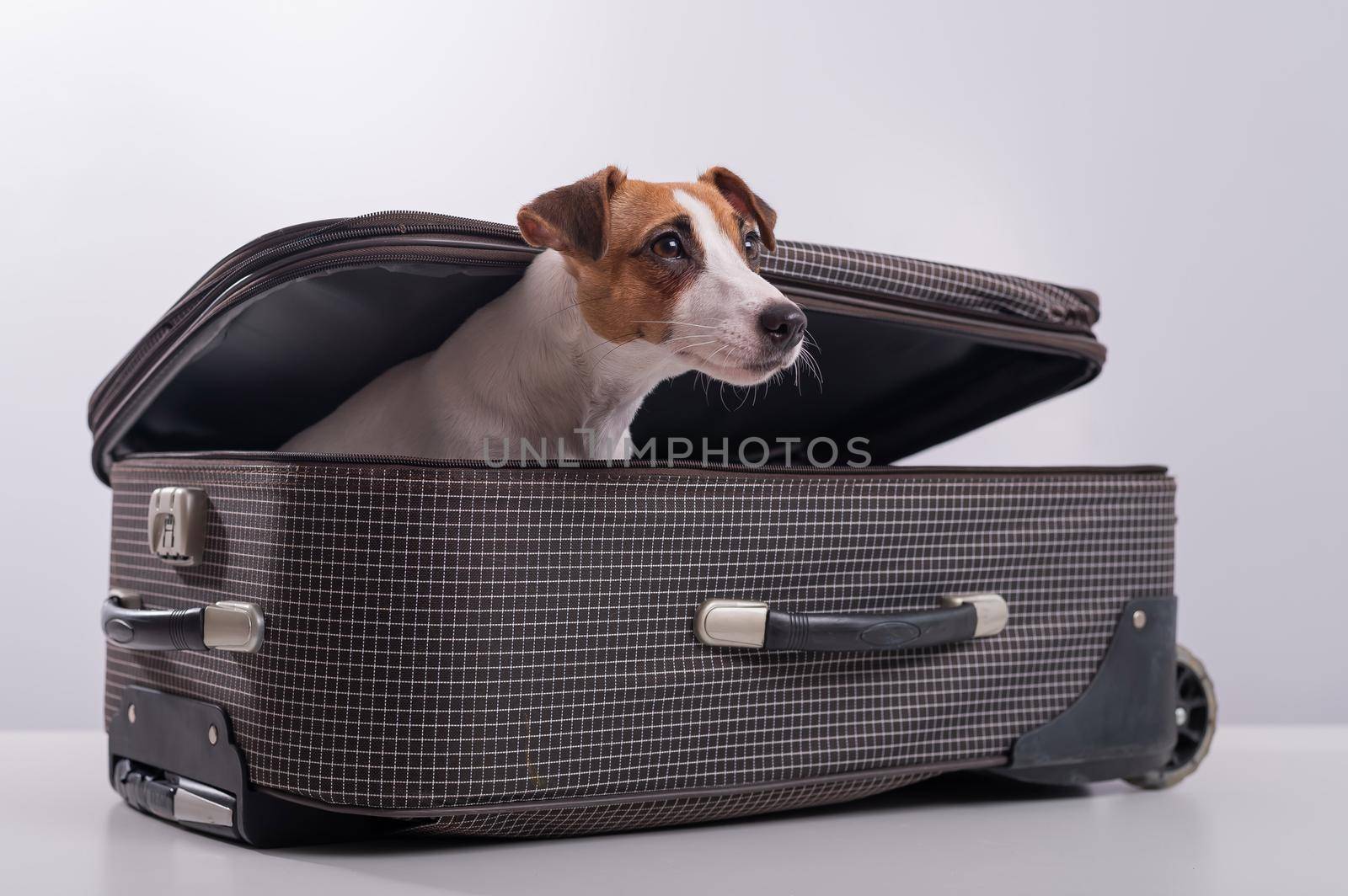 The dog is hiding in a suitcase on a white background. Jack Russell Terrier peeks out of his luggage bag.