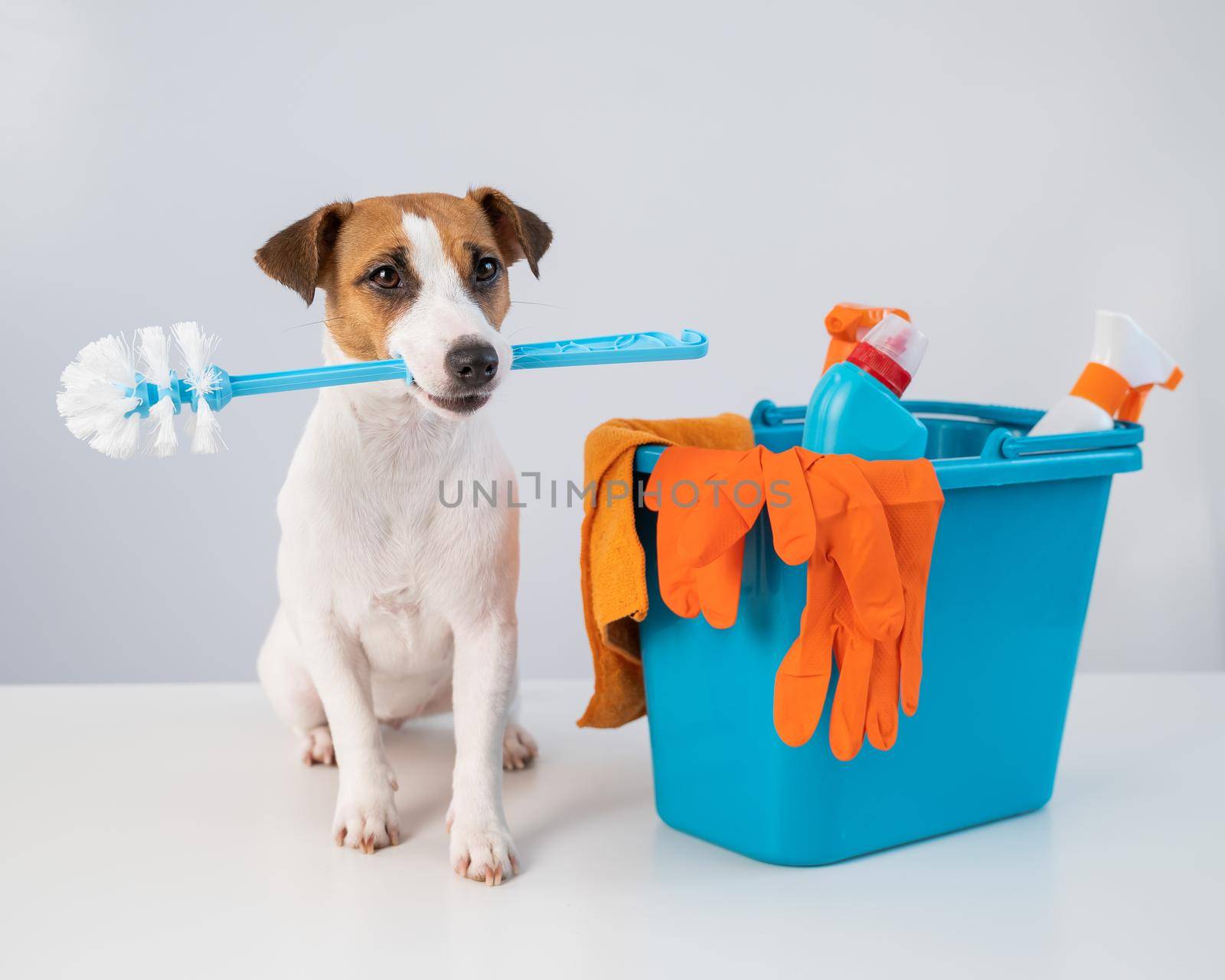 Cleaning products in a bucket and a dog holding a toilet brush on a white background