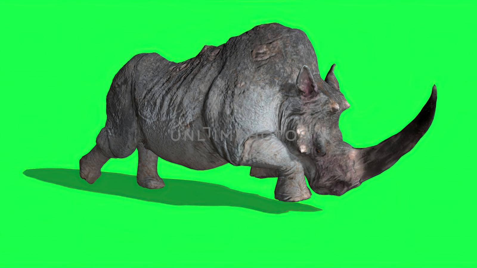 3d illustration -  Rhinoceros   on  Green Screen