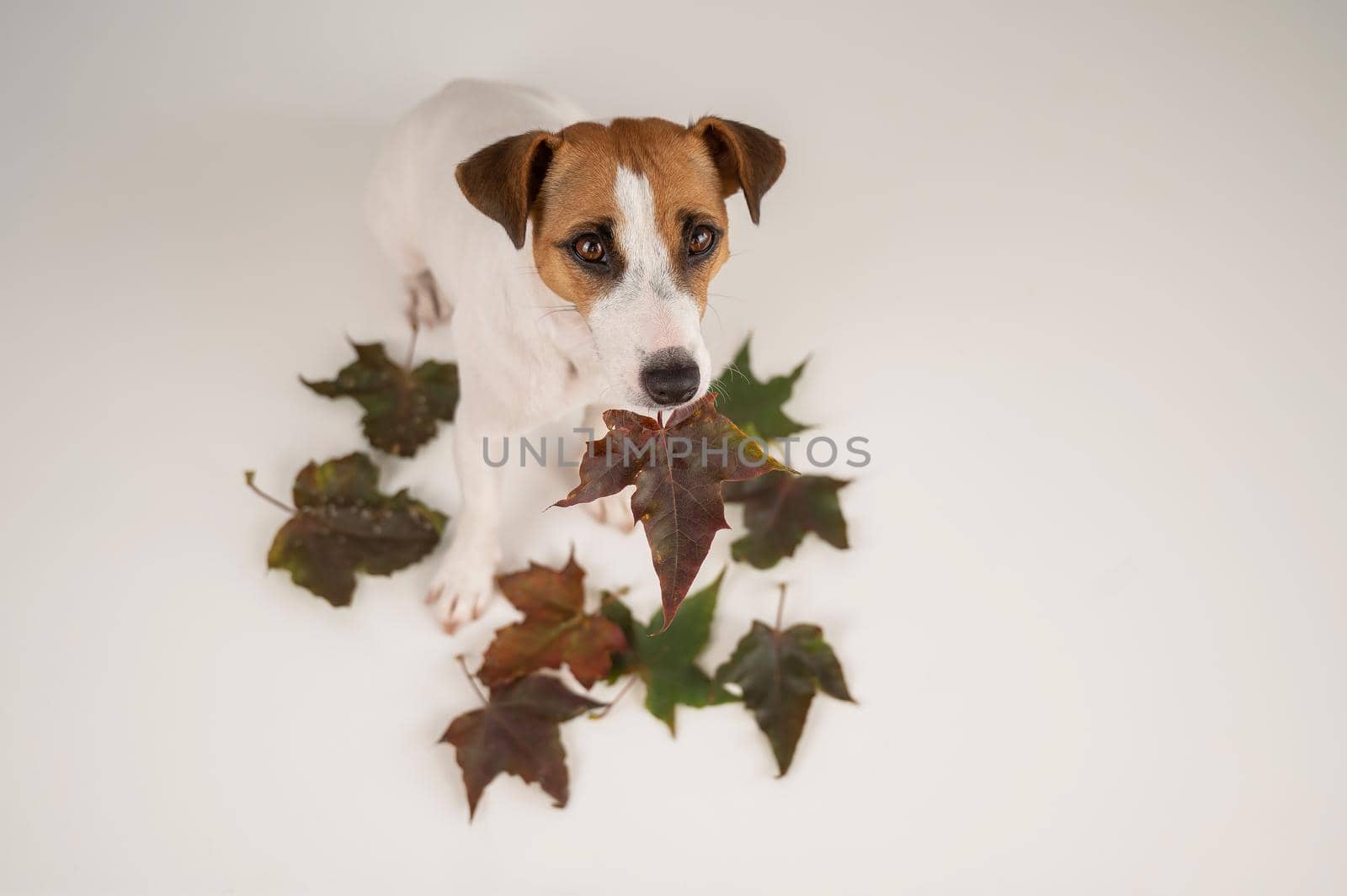 The dog is holding a bunch of maple leaves on a white background. by mrwed54