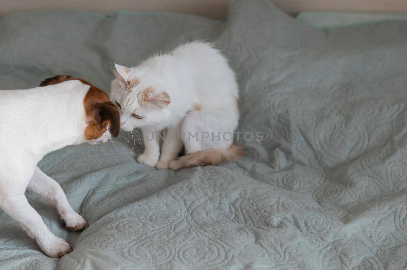 Jack russell terrier dog and irritated white cat on the bed