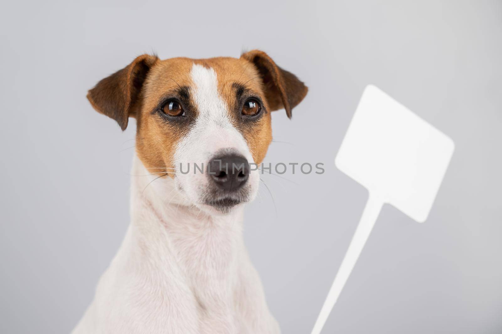 Jack Russell Terrier with a sign on a white background. Dog holding bogus ad. by mrwed54