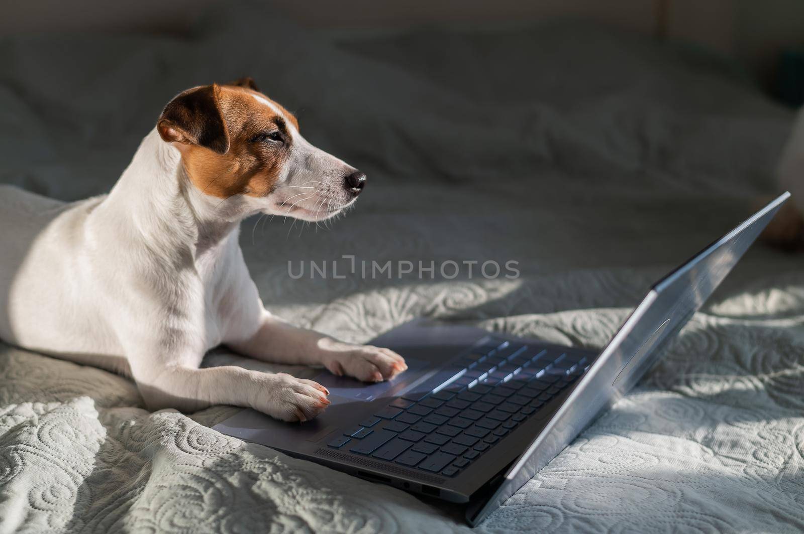 Smart dog jack russell terrier lies on the bed by the laptop. by mrwed54