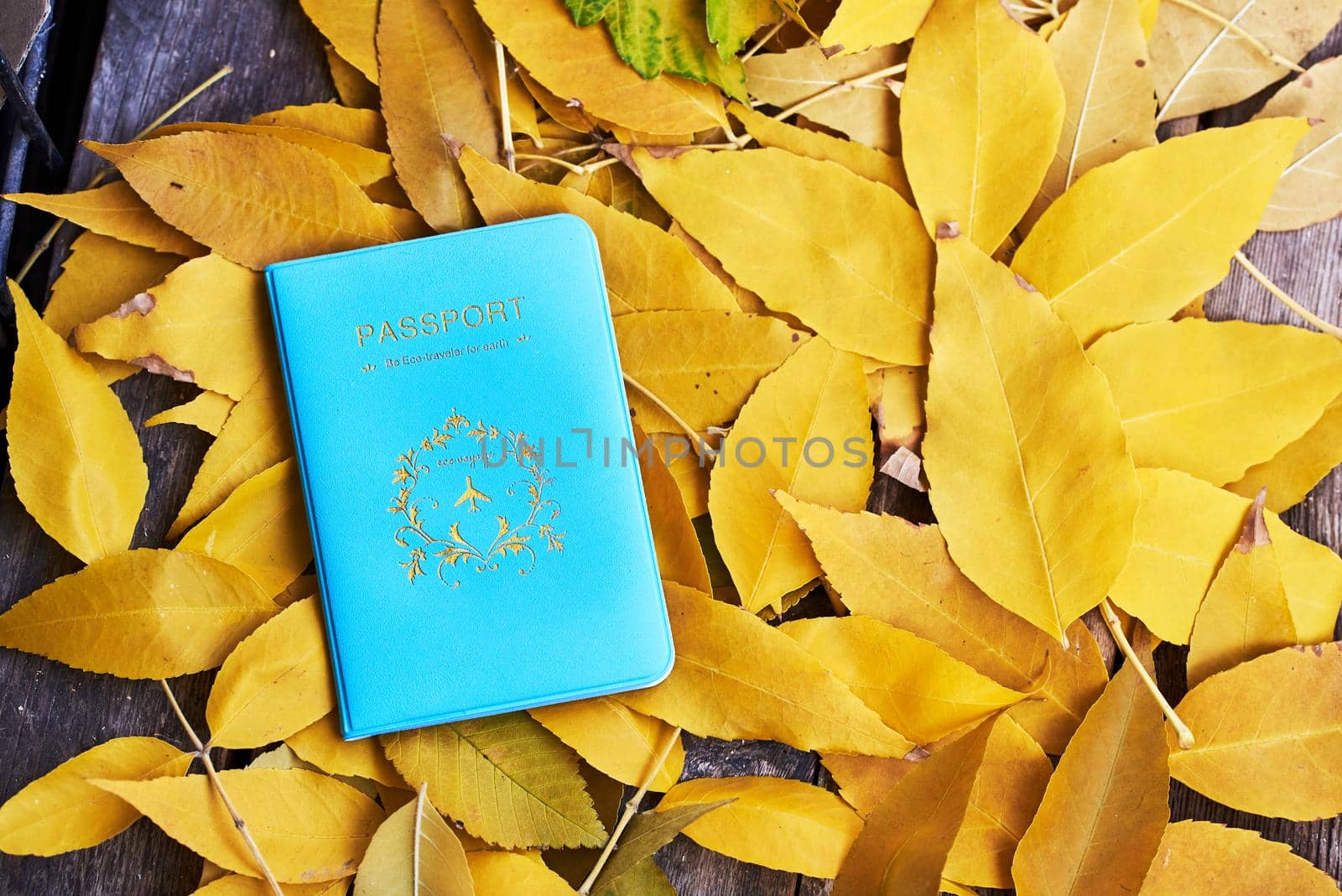 Passport in blue cover lies on wooden bench with many yellow autumn leaves