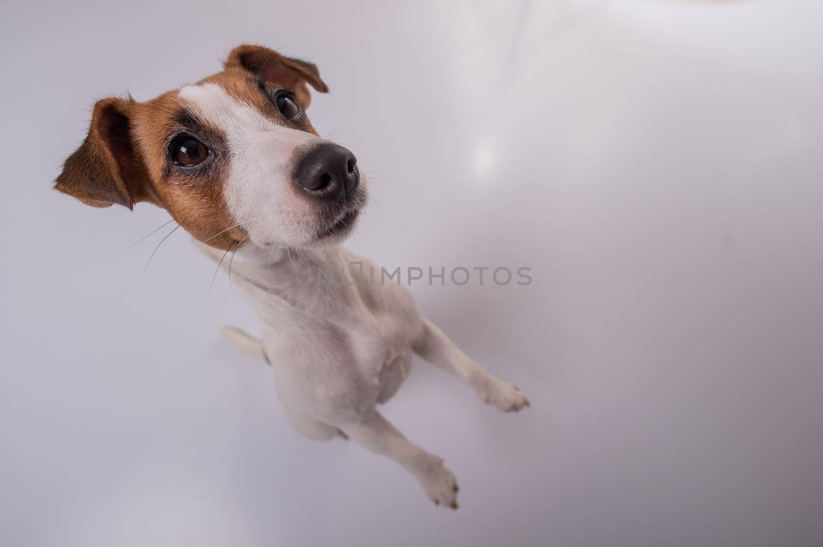 Portrait of funny dog Jack Russell Terrier on a white background. Fish eye
