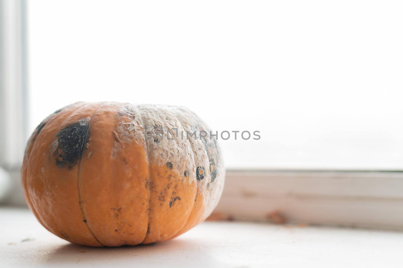 Close-up of a spoiled pumpkin in mold on a windowsill by mrwed54
