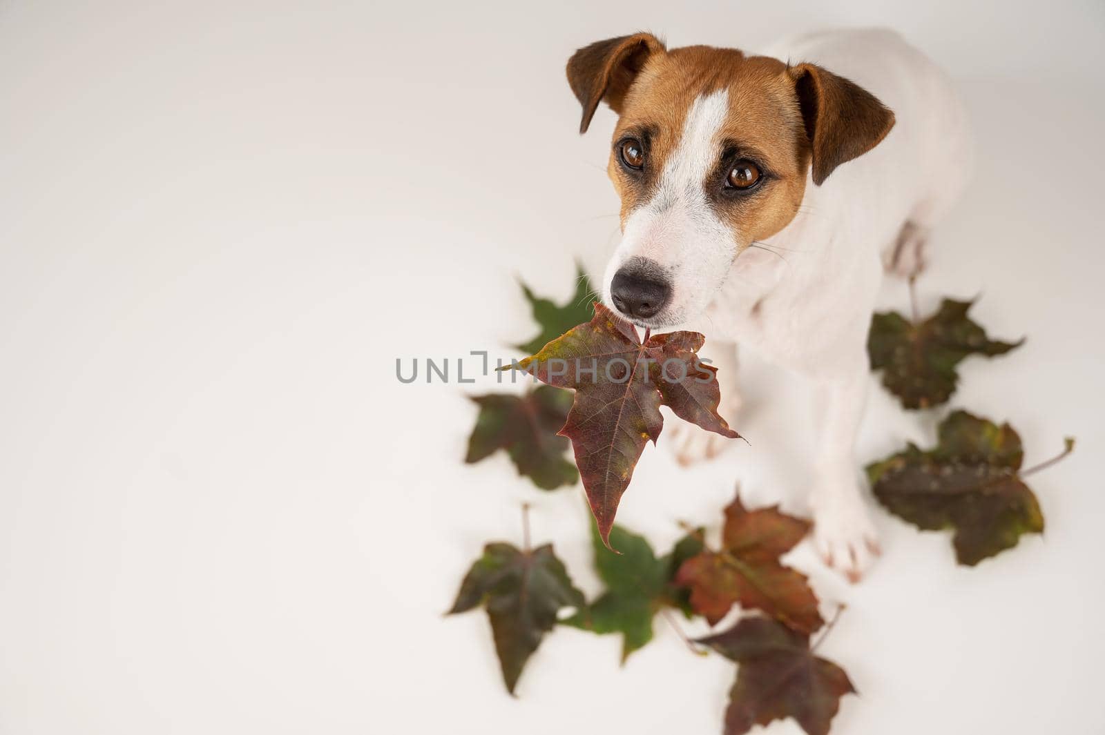 The dog is holding a bunch of maple leaves on a white background