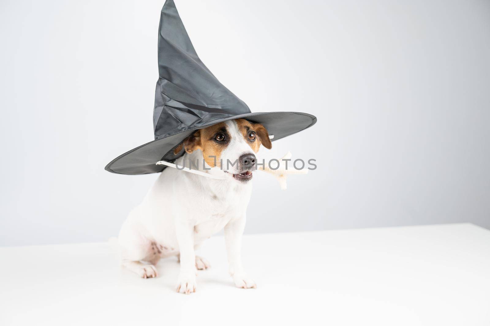 Jack russell terrier dog in witch hat holding chicken paw for casting spells on white background