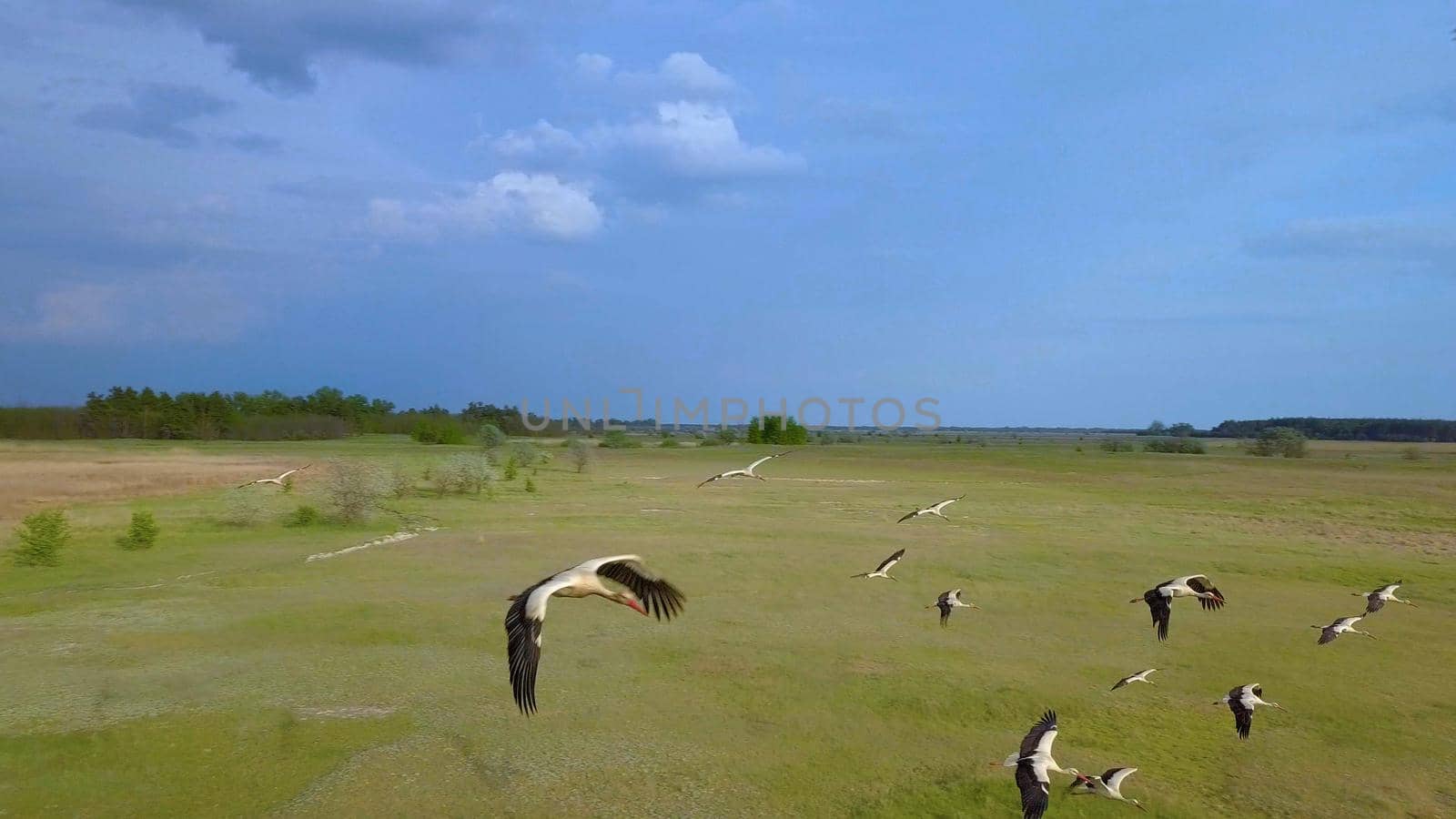 Wild Bird life in the natural environment. White storks fly over green fields. The view from the flying drone. Ukrane.