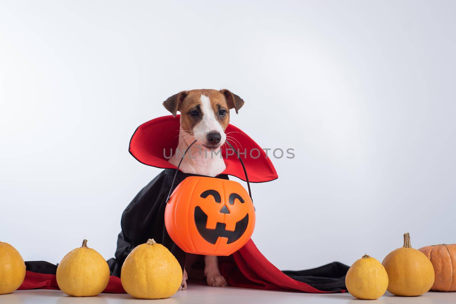 Dog in a vampire cloak and jack-o-lantern on a white background. Halloween Jack Russell Terrier in Count Dracula costume by mrwed54