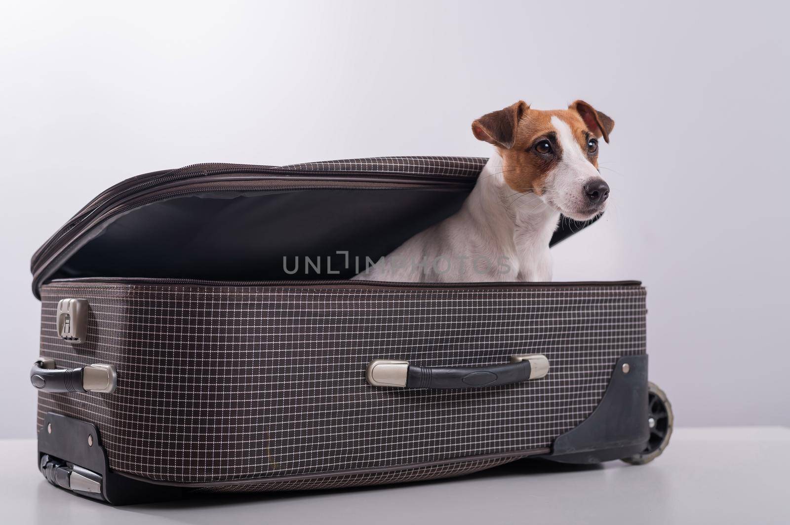 The dog is hiding in a suitcase on a white background. Jack Russell Terrier peeks out of his luggage bag.
