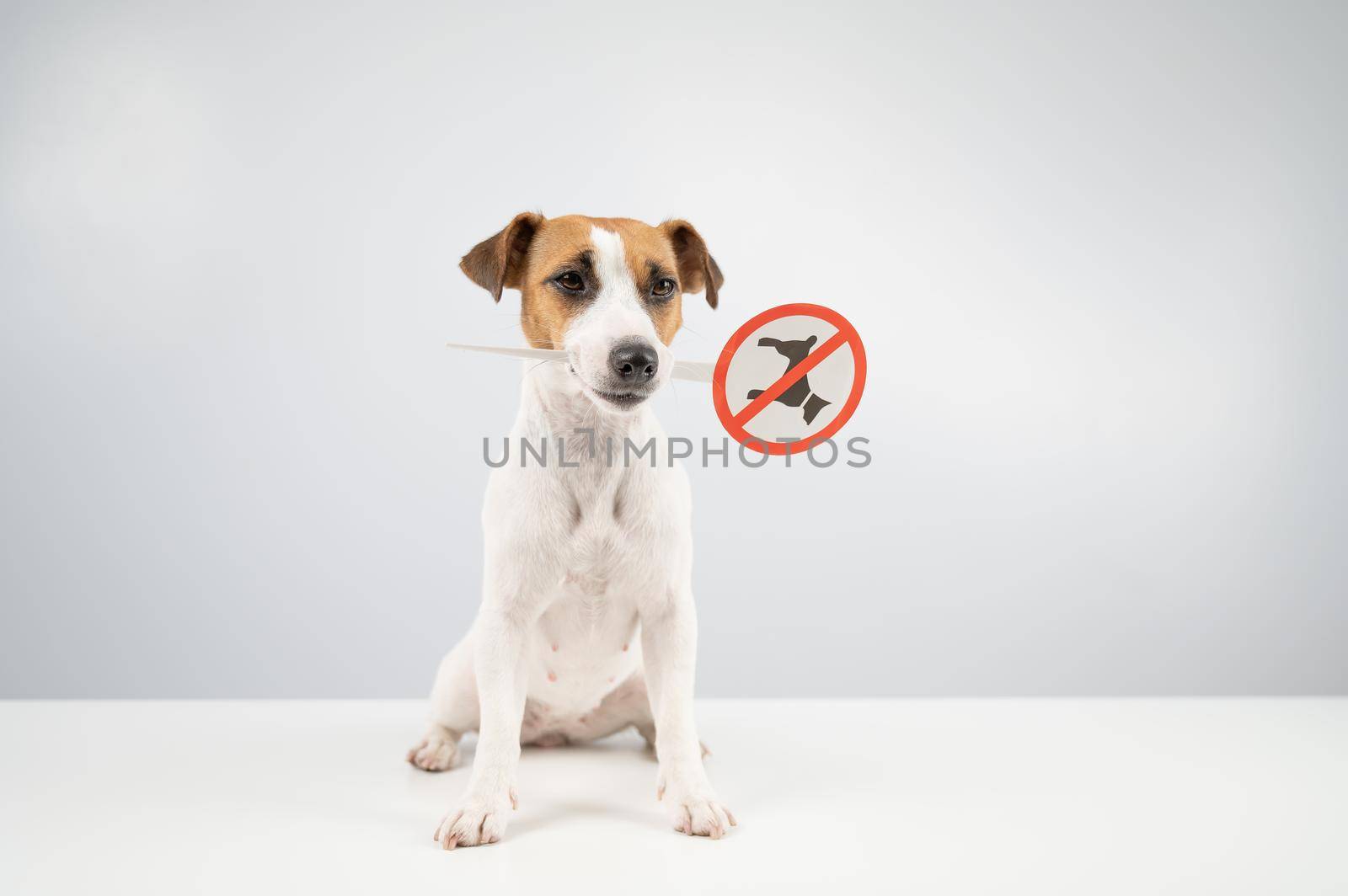 Dog jack russell terrier holding a sign dogs are not allowed on a white background