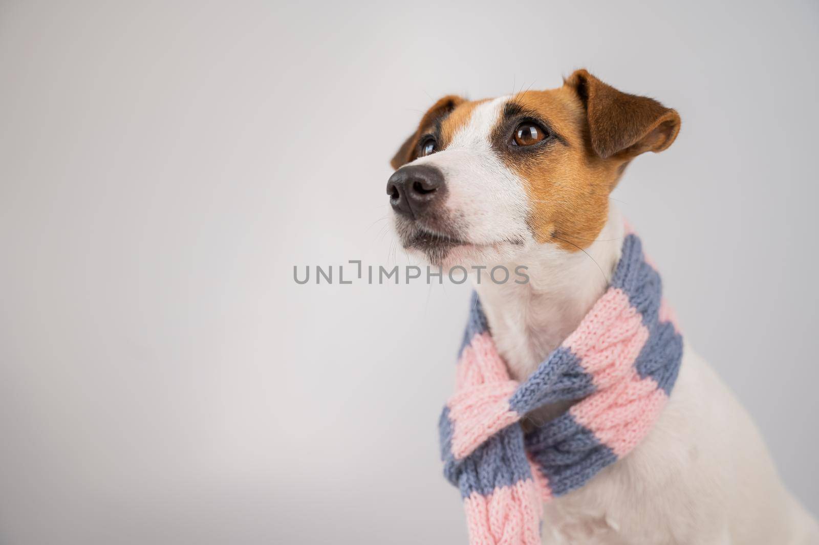 Dog Jack Russell Terrier wearing a knit scarf on a white background. by mrwed54
