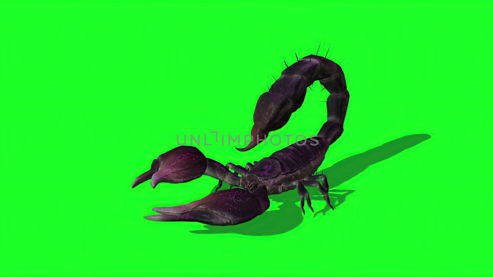 3d illustration - Forest scorpion in an aggressive posture by vitanovski