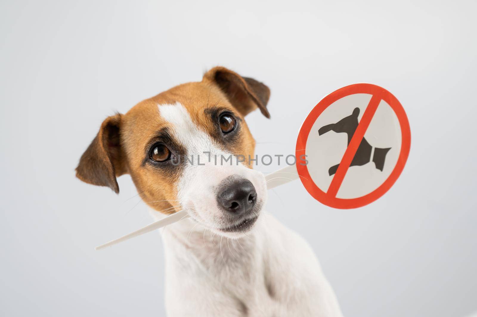 Dog jack russell terrier holding a sign dogs are not allowed on a white background