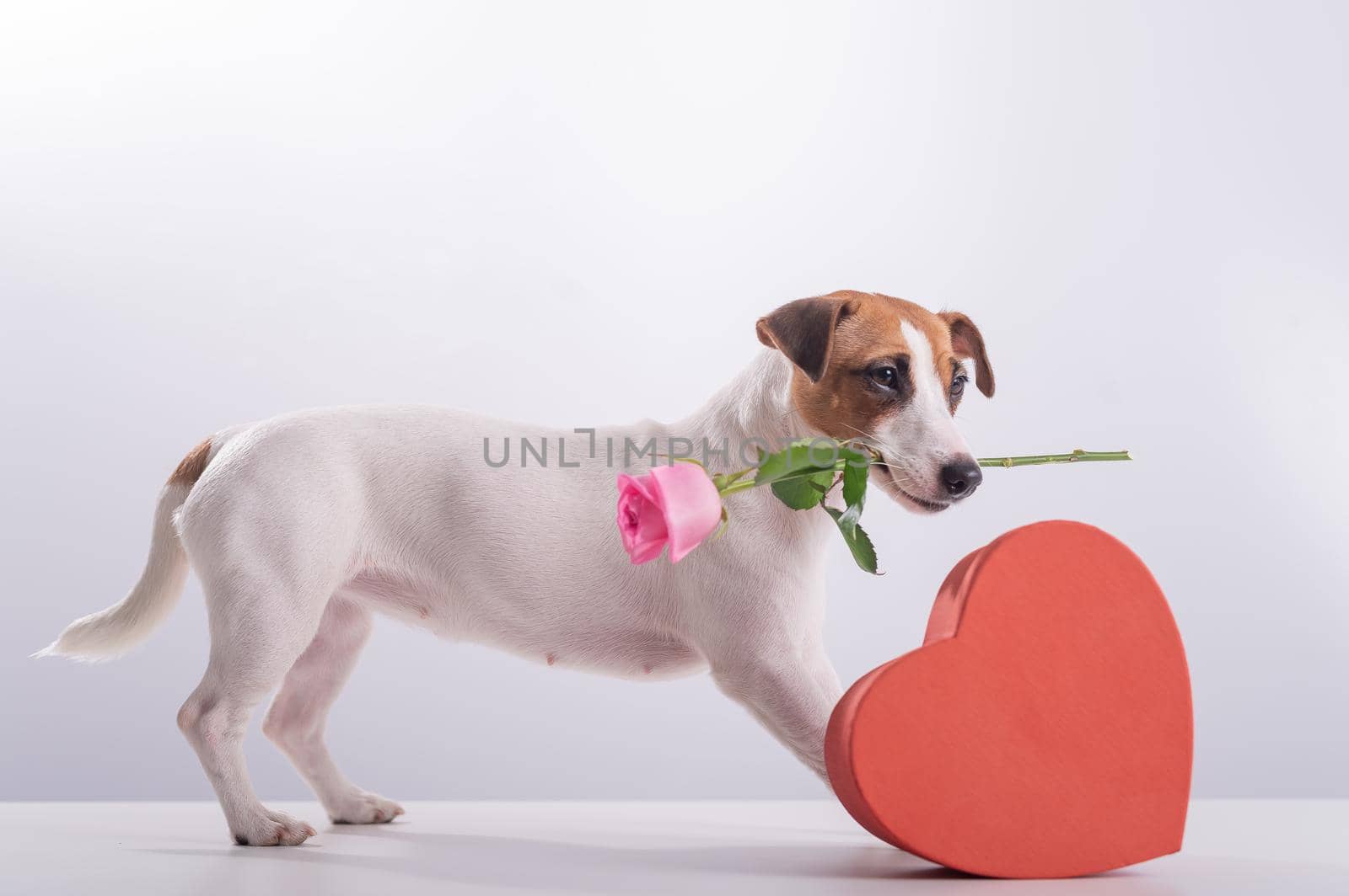 Jack Russell Terrier holds flowers in his mouth and sits next to a heart-shaped box. A dog gives a romantic gift on a date by mrwed54