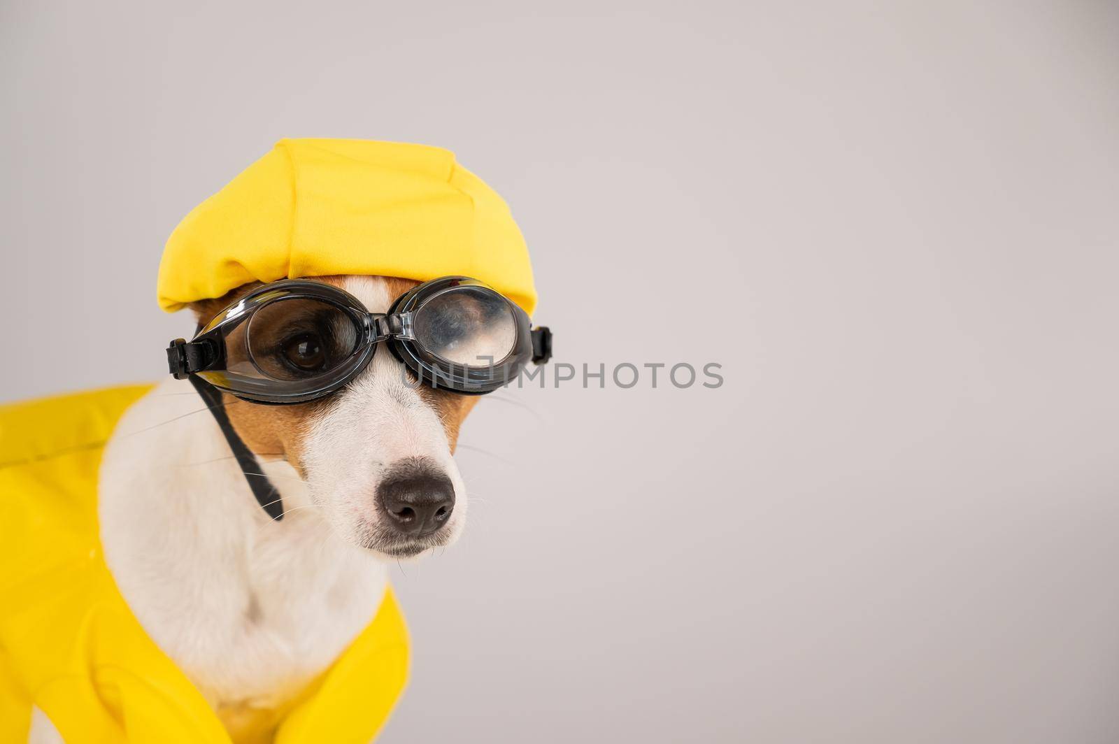 Portrait of jack russell terrier dog in life jacket with diving goggles and pool cap on white background