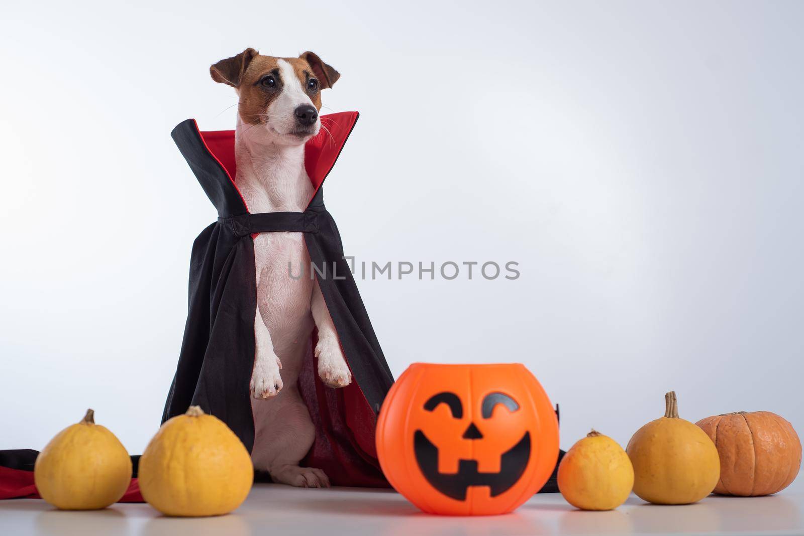 Dog in a vampire cloak and jack-o-lantern on a white background. Halloween Jack Russell Terrier in Count Dracula costume.