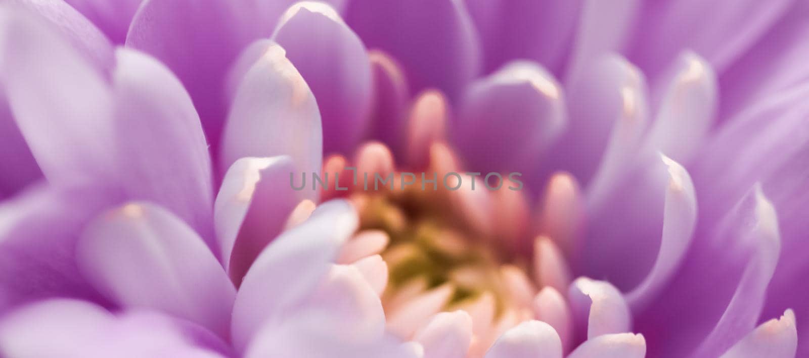 Purple daisy flower petals in bloom, abstract floral blossom art background, flowers in spring nature for perfume scent, wedding, luxury beauty brand holiday design by Anneleven