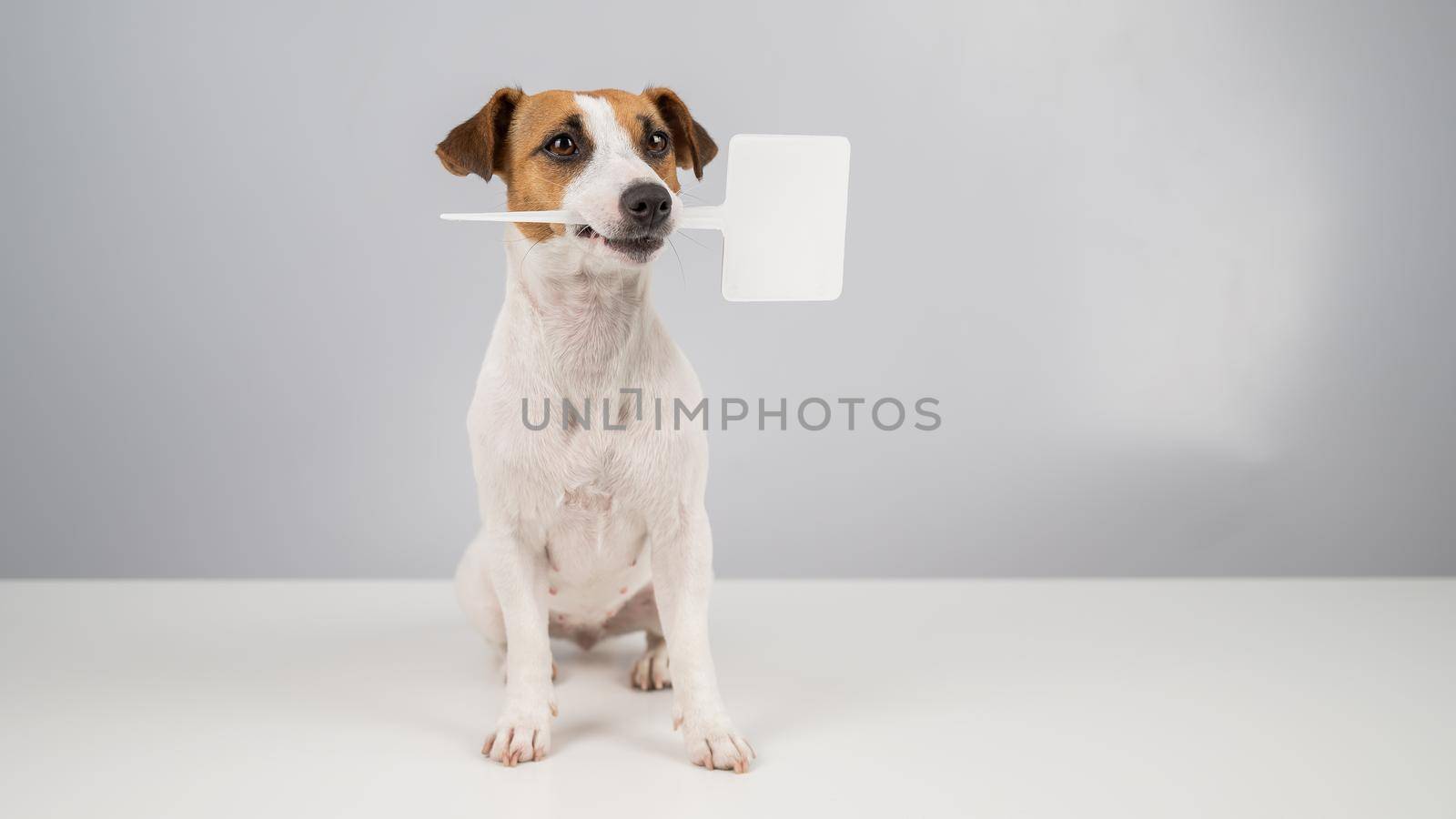 Jack Russell Terrier holds a sign in his mouth on a white background. The dog is holding a mock ad. by mrwed54