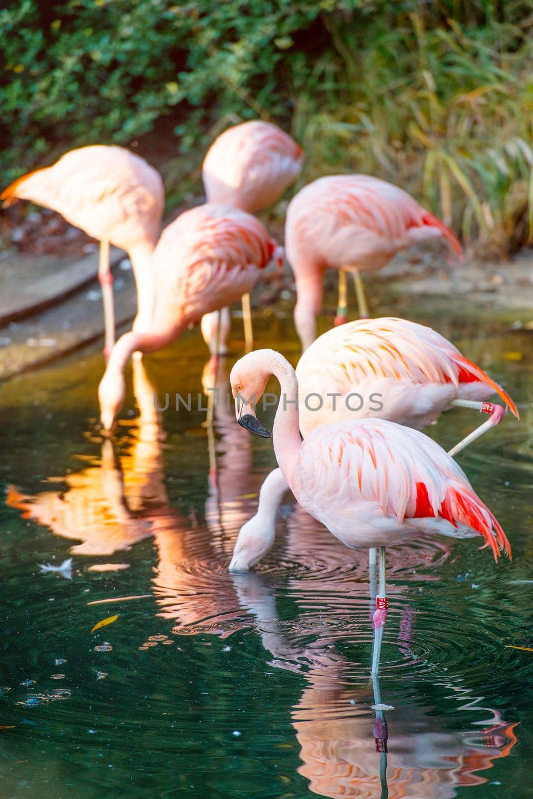A flock of pink flamingos in the pond