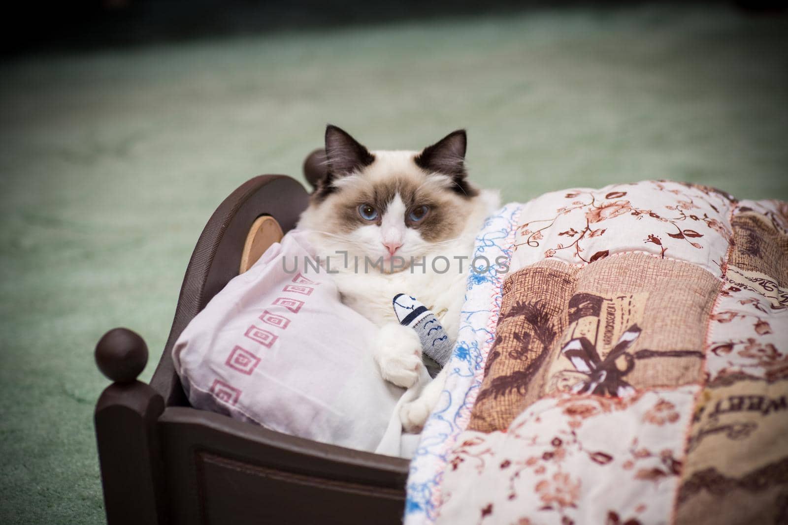 Young healthy beautiful purebred Ragdoll cat, at home