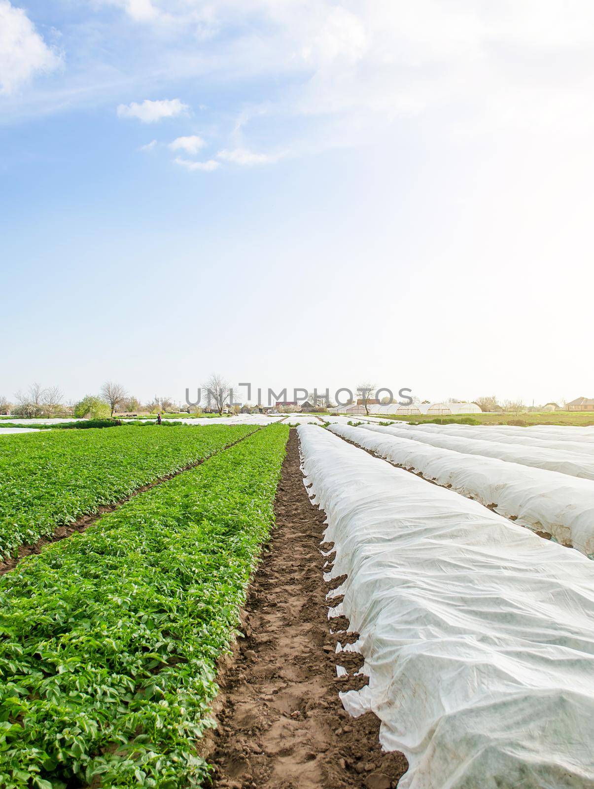 Rows of potato bushes on a plantation under agrofibre and open air. Hardening of plants in late spring. Greenhouse effect for protection. Agroindustry, farming. Growing crops in a colder early season.