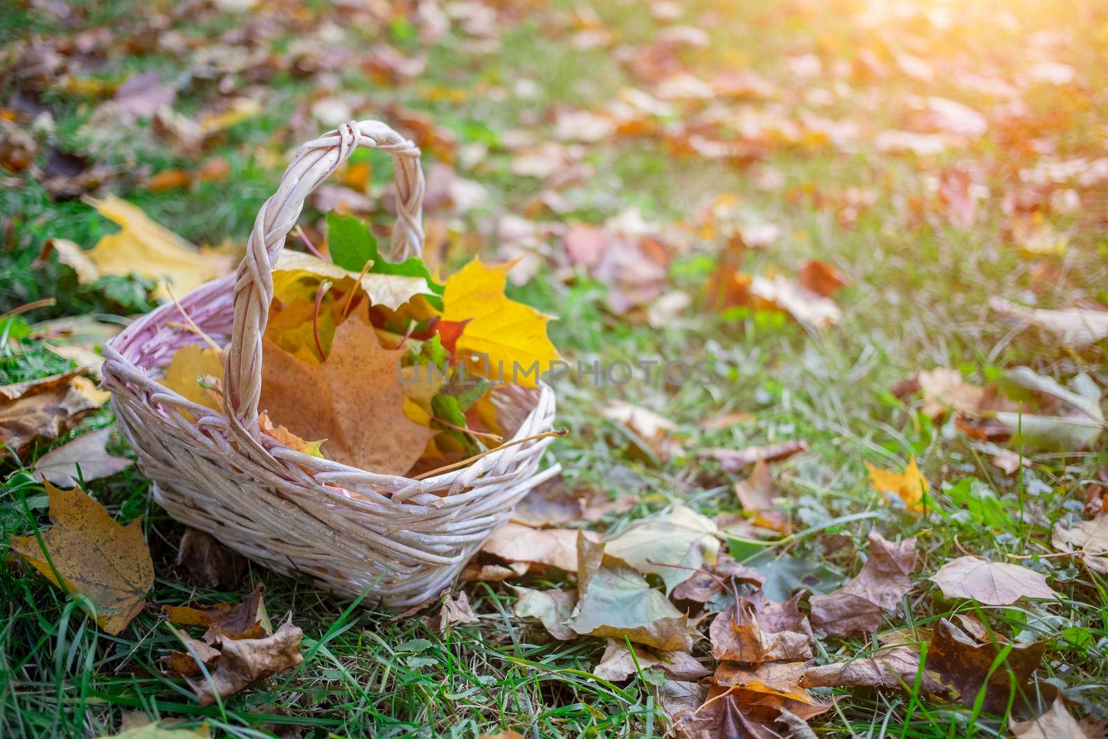 a basket with yellow autumn maple leaves stands on the angry grass in the sun. copy space, close up