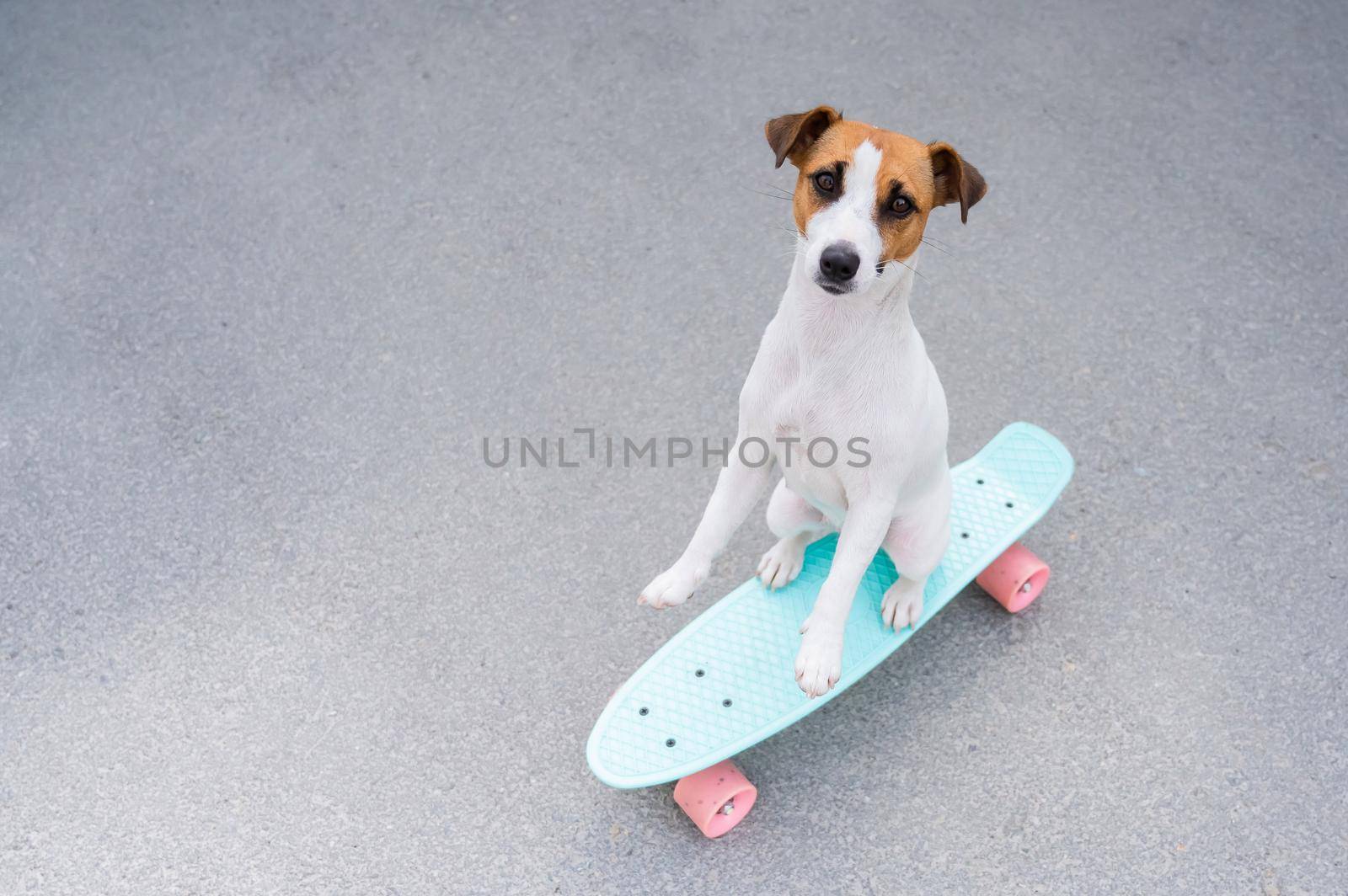 The dog rides a penny board outdoors. Top view of a jack russell terrier on a skateboard by mrwed54