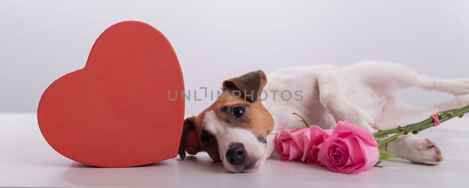 A cute dog lies next to a heart-shaped box and holds a bouquet of pink roses on a white background. Valentine's day gift.